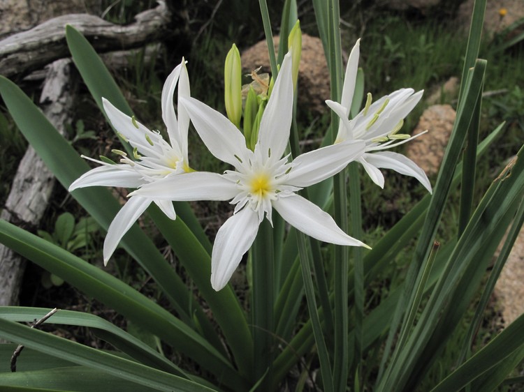Pancratium illyricum